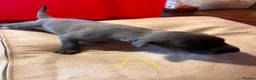 Whippet dogs for sale: Beautiful blue and blue brindle Whippet puppies - Advert 3