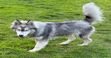 Siberian Husky dogs - Advert 5
