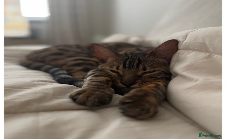 Bengal cats - Advert 10