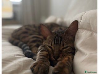 Bengal cats - Advert 5