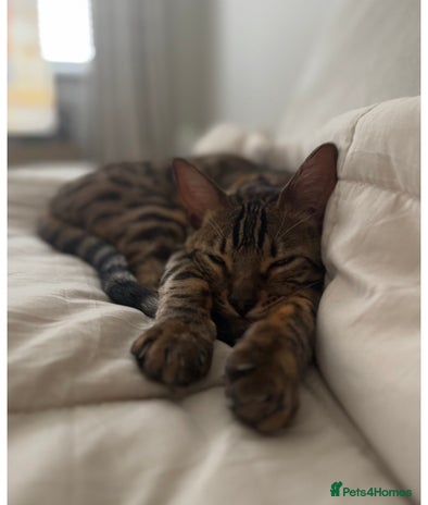 Bengal cats - Advert 7