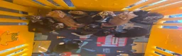 Mixed Breed cats for sale: Little kittens  - Advert 27