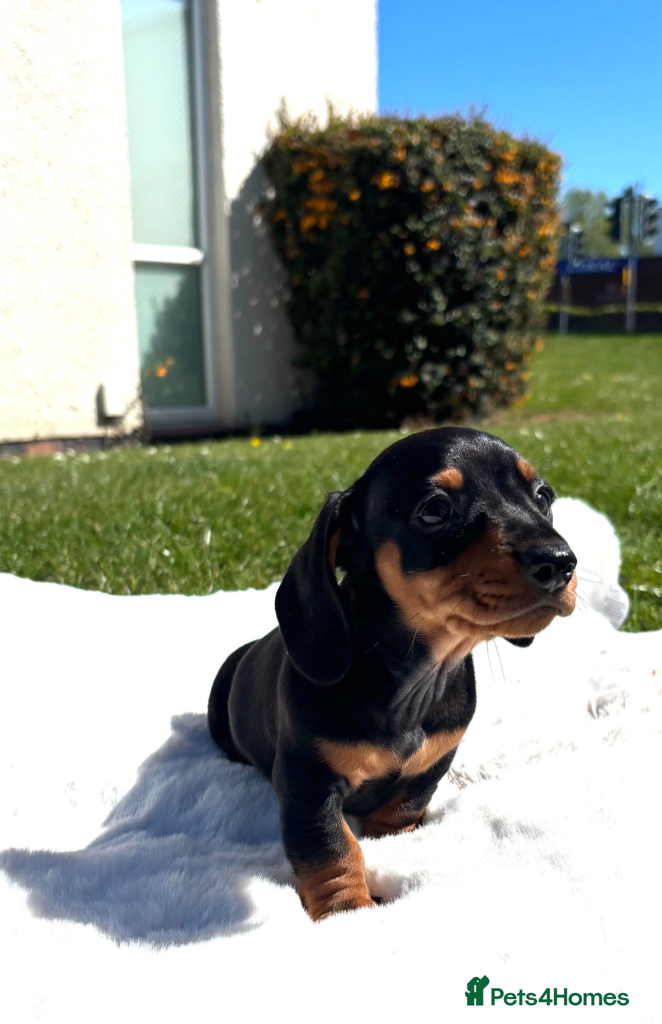 Miniature Dachshund dogs Miniature dachshund - Advert 6