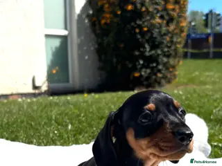 Miniature Dachshund dogs Miniature dachshund - Advert 6