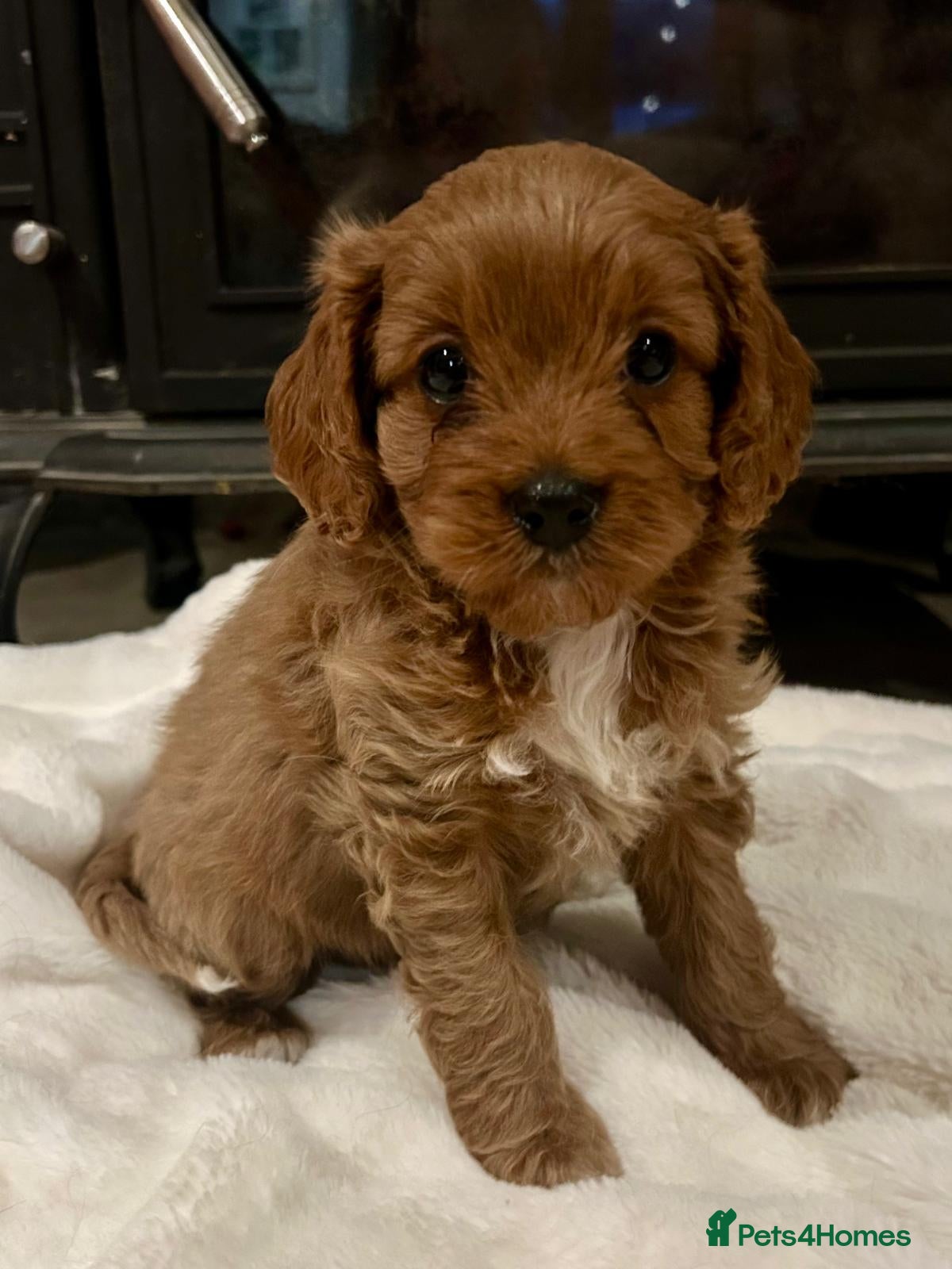 Cavapoo dogs Outstanding F1 Cavapoo puppies - Advert 5