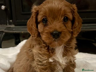 Cavapoo dogs Outstanding F1 Cavapoo puppies - Advert 2