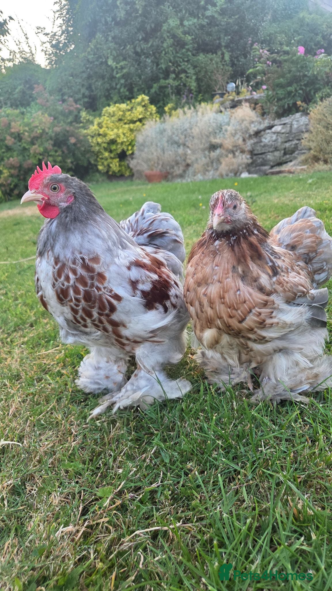 Chickens poultry Pair of pekin bantams - Advert 18