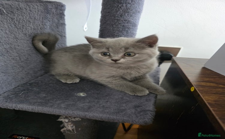 British Shorthair cats - Advert 12