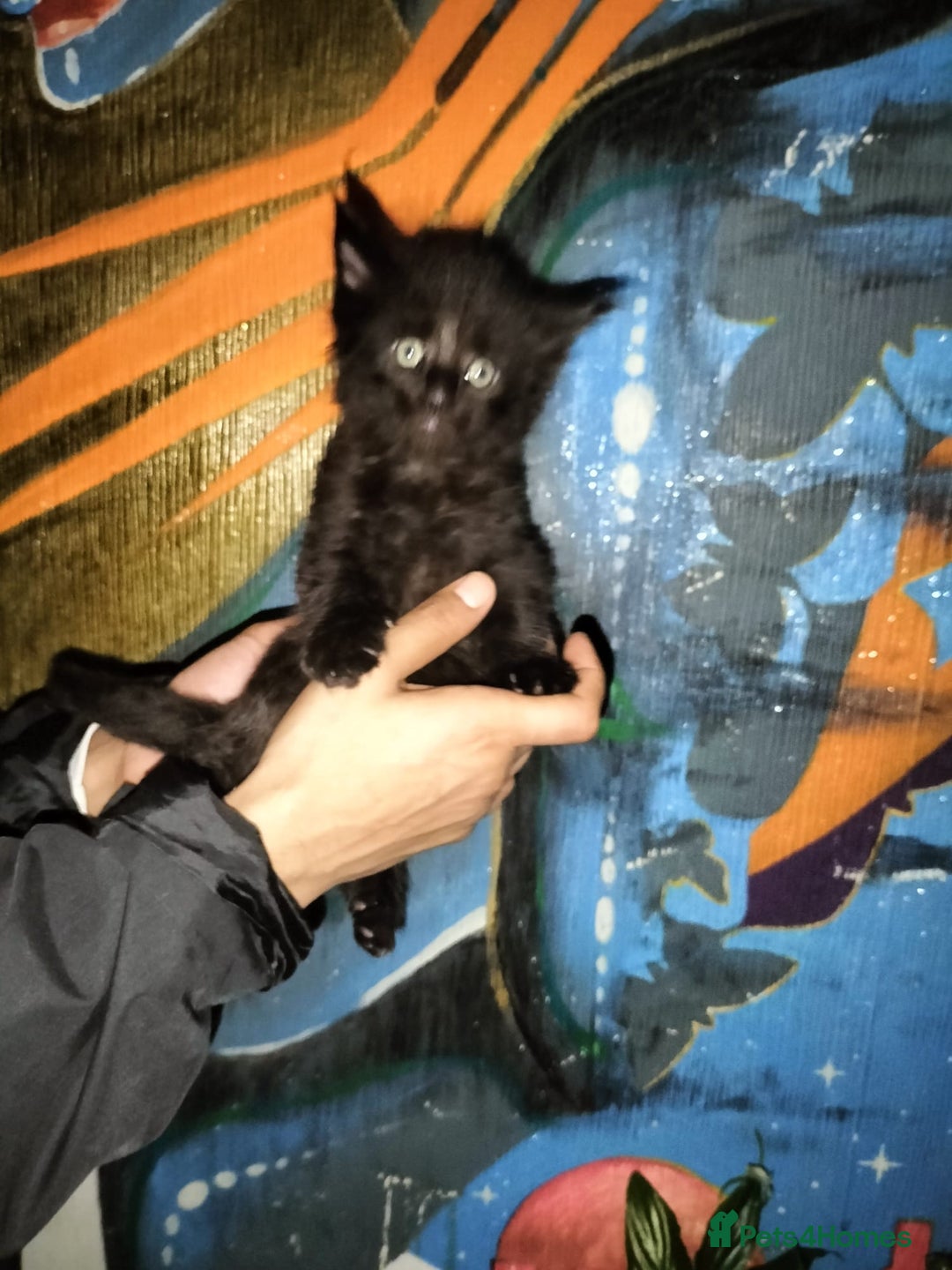 Maine Coon cats for sale: Maine coone kittens  - Advert 9