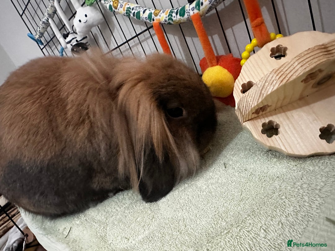 Mixed Breed rabbits for sale: Male and female rabbits 🩷🩵 - Advert 4