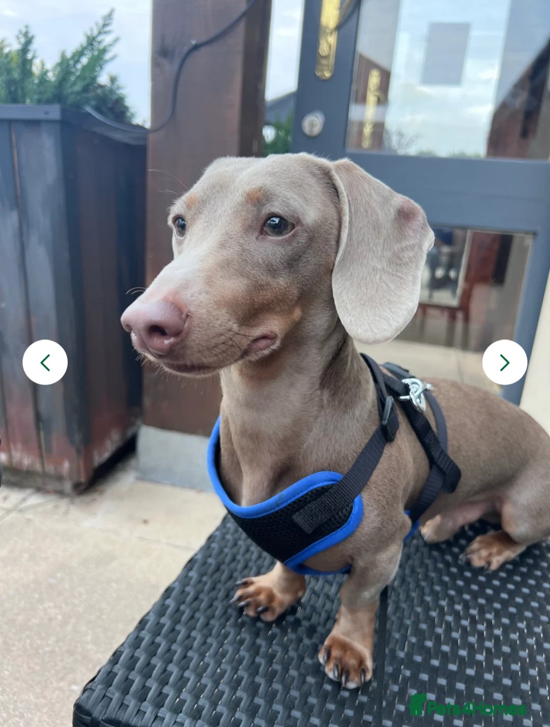 Dachshund dogs for sale: 🌈🌈 Isabella and tan Beautiful puppy’s 🌈🌈  - Image 11