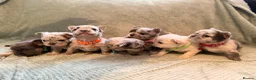 French Bulldog dogs for sale: Best in west mids.5 star full fluffy litter - Advert 1