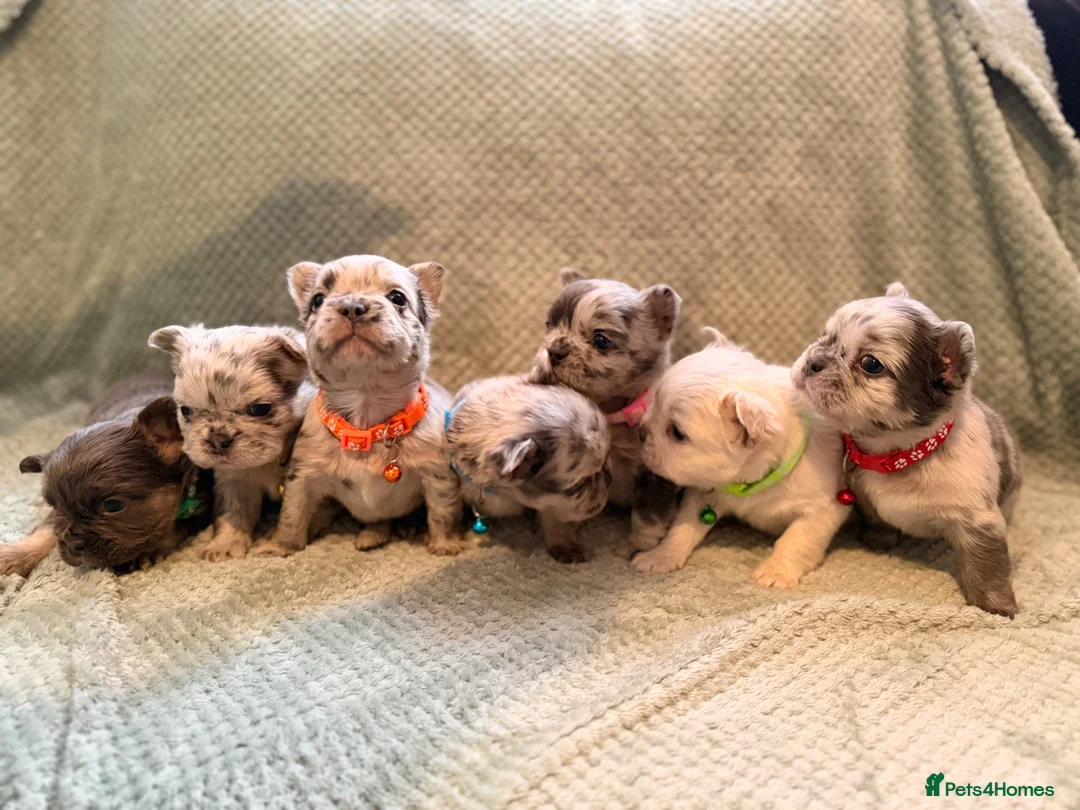 French Bulldog dogs for sale: Best in west mids.5 star full fluffy litter - Advert 1