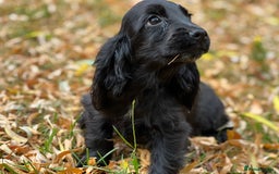Cocker Spaniel dogs for stud: 100% SHOW TYPE, KC REGISTERED, 100% SUCCESS RATE in Crewe - Image 6