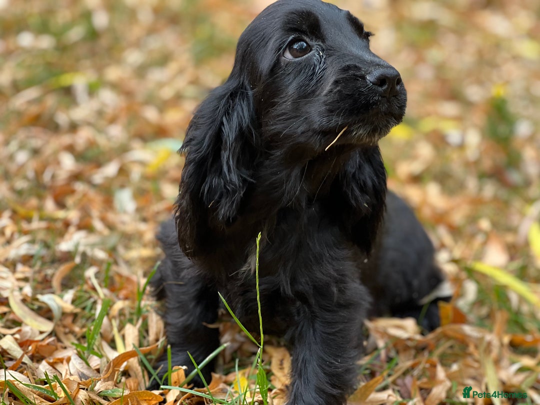 Cocker Spaniel dogs for stud: 100% SHOW TYPE, KC REGISTERED, 100% SUCCESS RATE in Crewe - Image 6