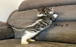 British Shorthair cats for sale: Stunning kittens available  - Image 5