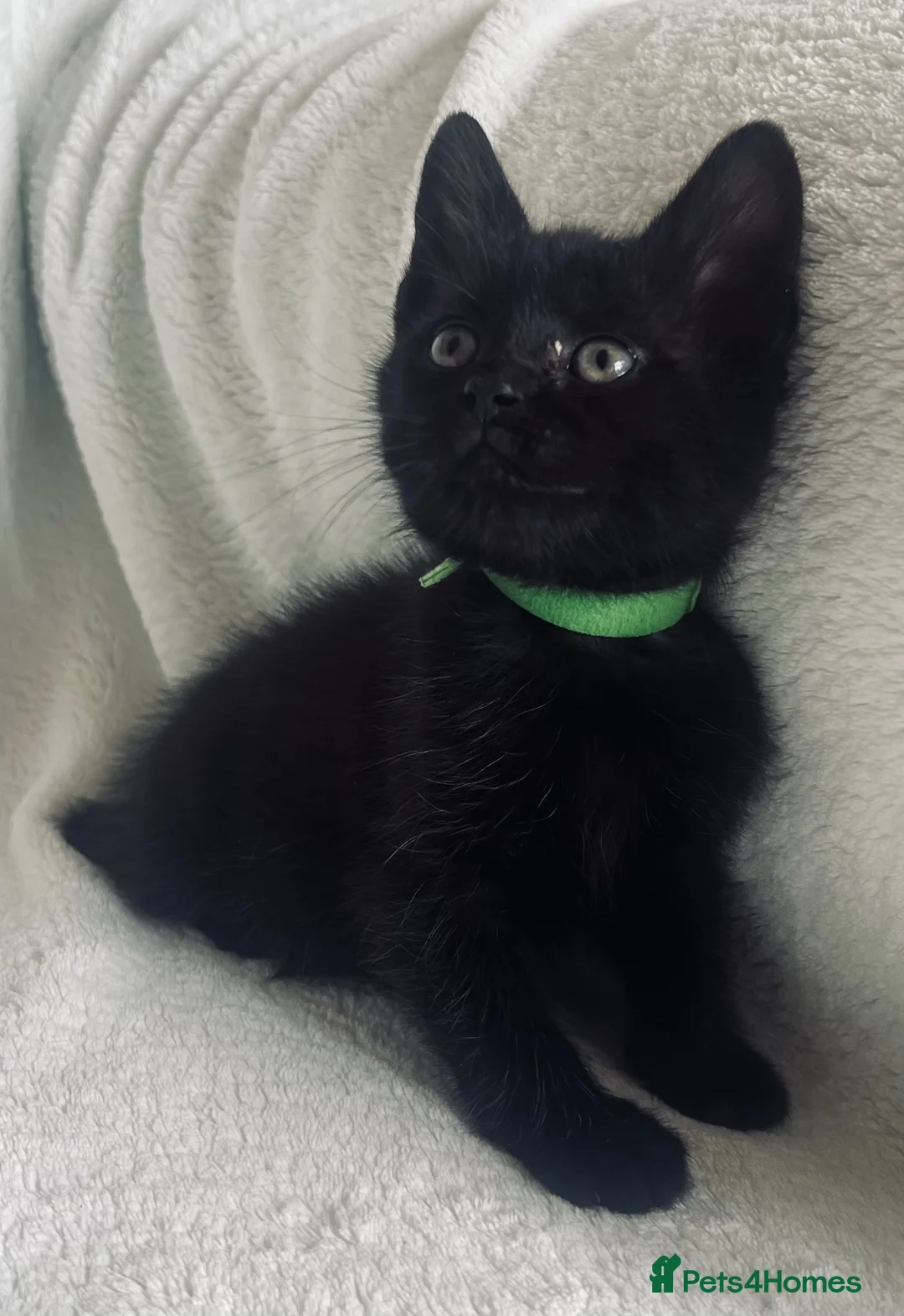 Mixed Breed cats for sale: 1 adorable boy is looking for loving homes  - Advert 1