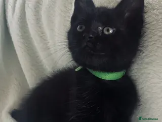 Mixed Breed cats for sale: 1 adorable boy is looking for loving homes - Advert 2
