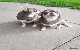 Chihuahua dogs for sale: 3 years old girl - Image 3