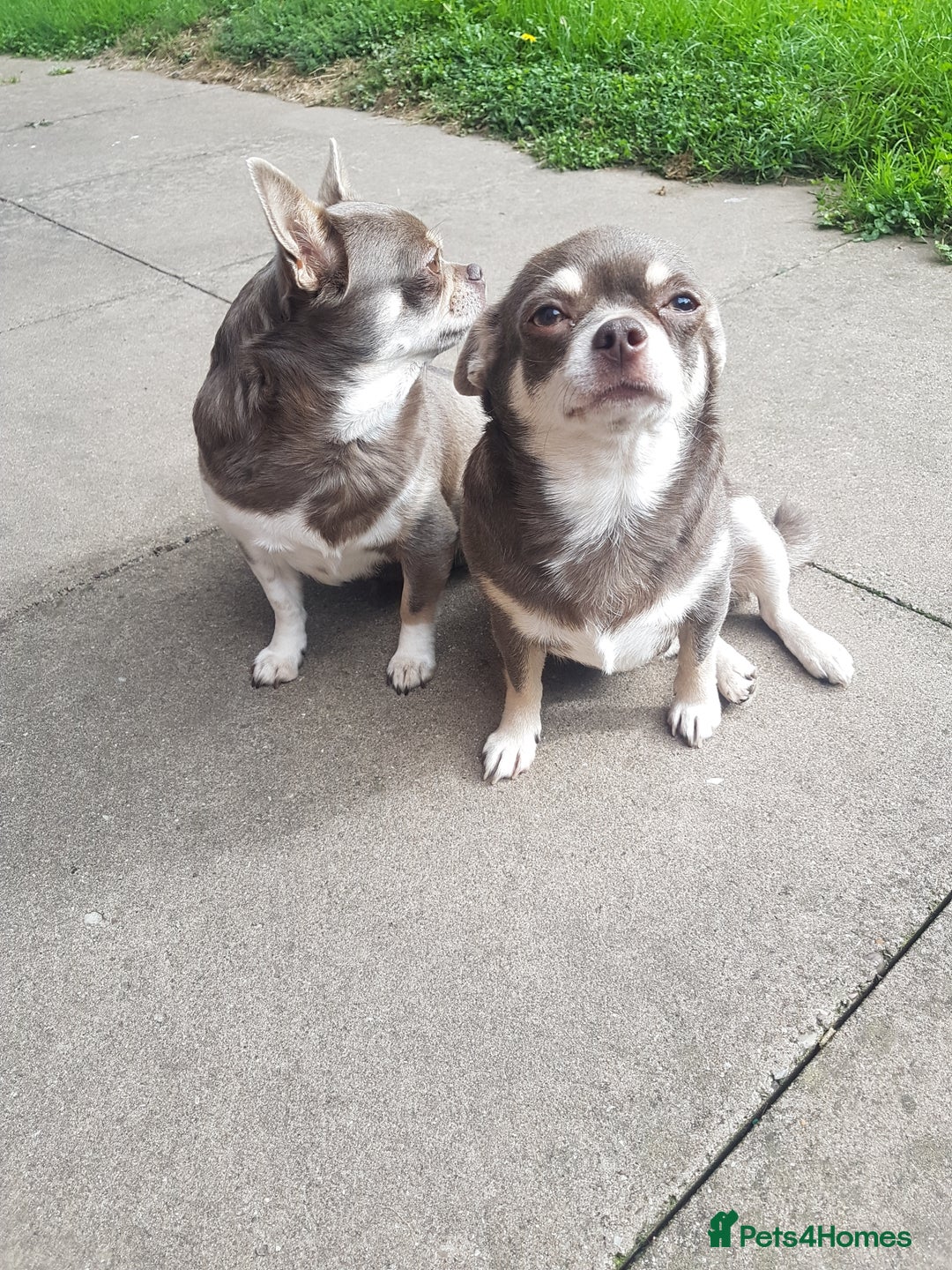 Chihuahua dogs for sale: 3 years old girl - Image 3