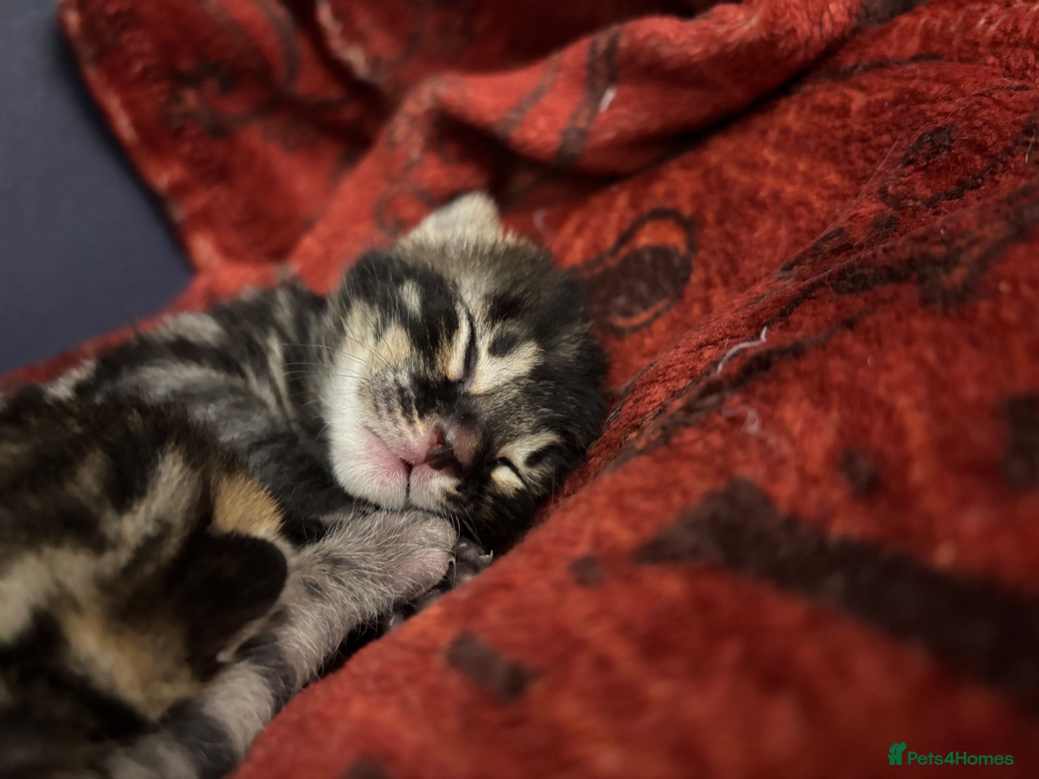 Bengal cats Adorable TICA registered Bengal Kittens - Advert 1