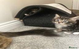Mixed Breed cats for sale: Big fluffy kittens for sale part Maine coon - Image 2