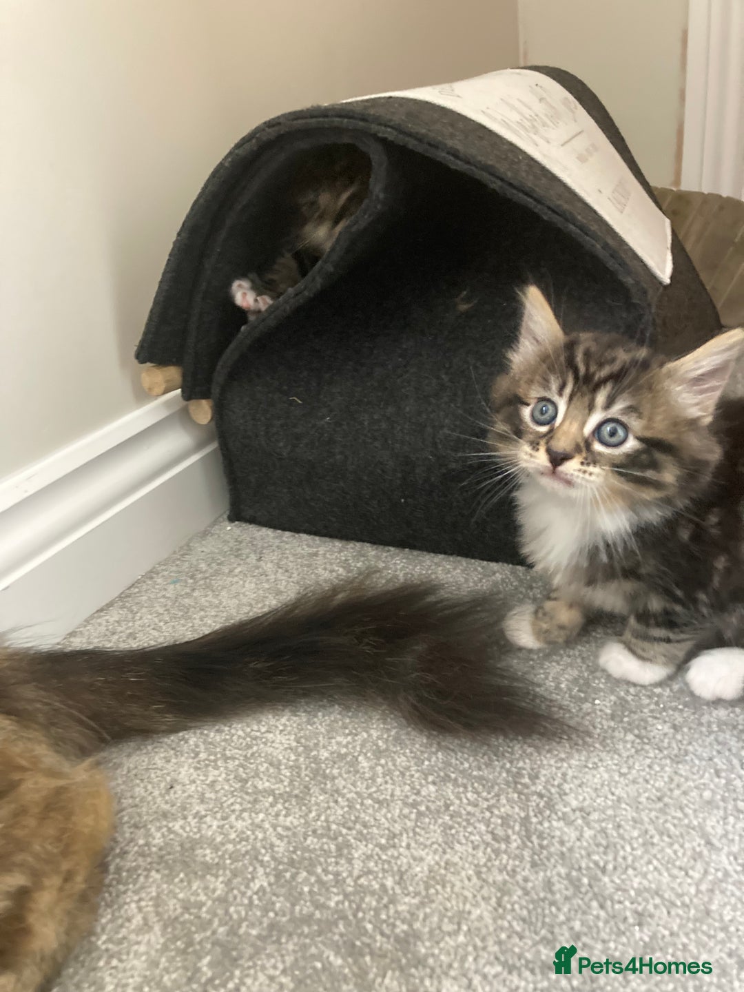Mixed Breed cats for sale: Big fluffy kittens for sale part Maine coon - Image 2