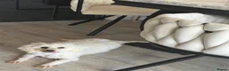 Bichon Frise dogs for sale: Precious - Advert 3
