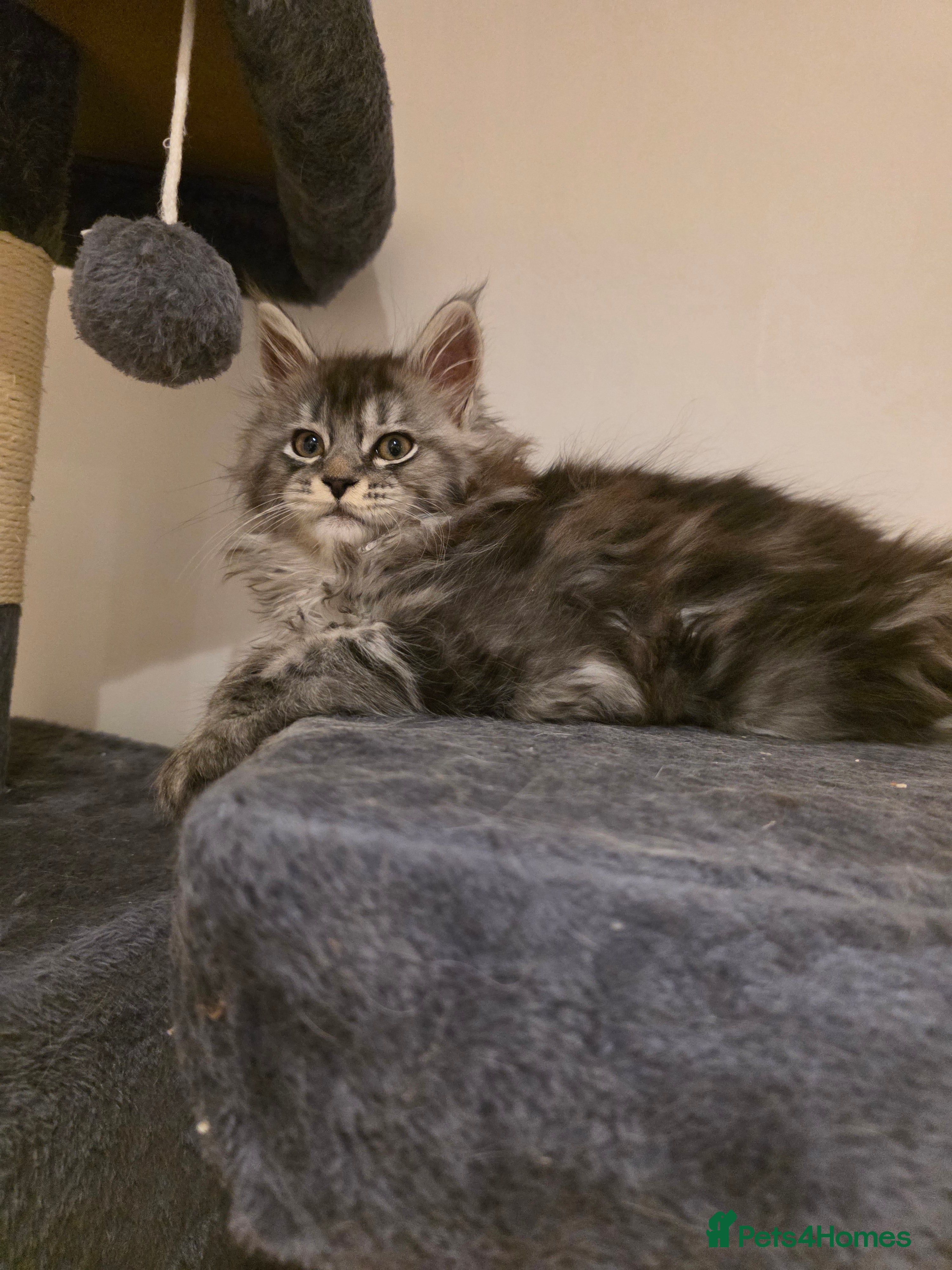 Maine Coon cats Pure Maine coon kitten 1 female only left - Advert 18