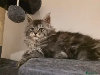 Maine Coon cats Pure Maine coon kitten 1 female only left - Advert 18