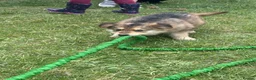 German Shepherd dogs for sale: German shepherd puppies READY NOW - Advert 9