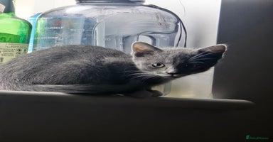 Turkish Angora cats Beautiful Kittens Looking for Their Forever Homes - Advert 2