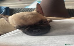 Frug dogs for sale: 10 week old puppy for sale - Image 3