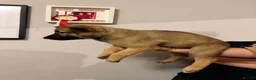 Belgian Shepherd Dog dogs for sale: 3 female Belgian malinois 9 weeks old  - Advert 14