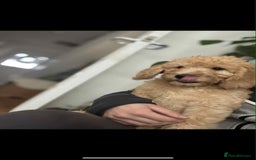 Labradoodle dogs for sale: 2nd GenLabradoodles 1 girl left ready to go now - Image 4