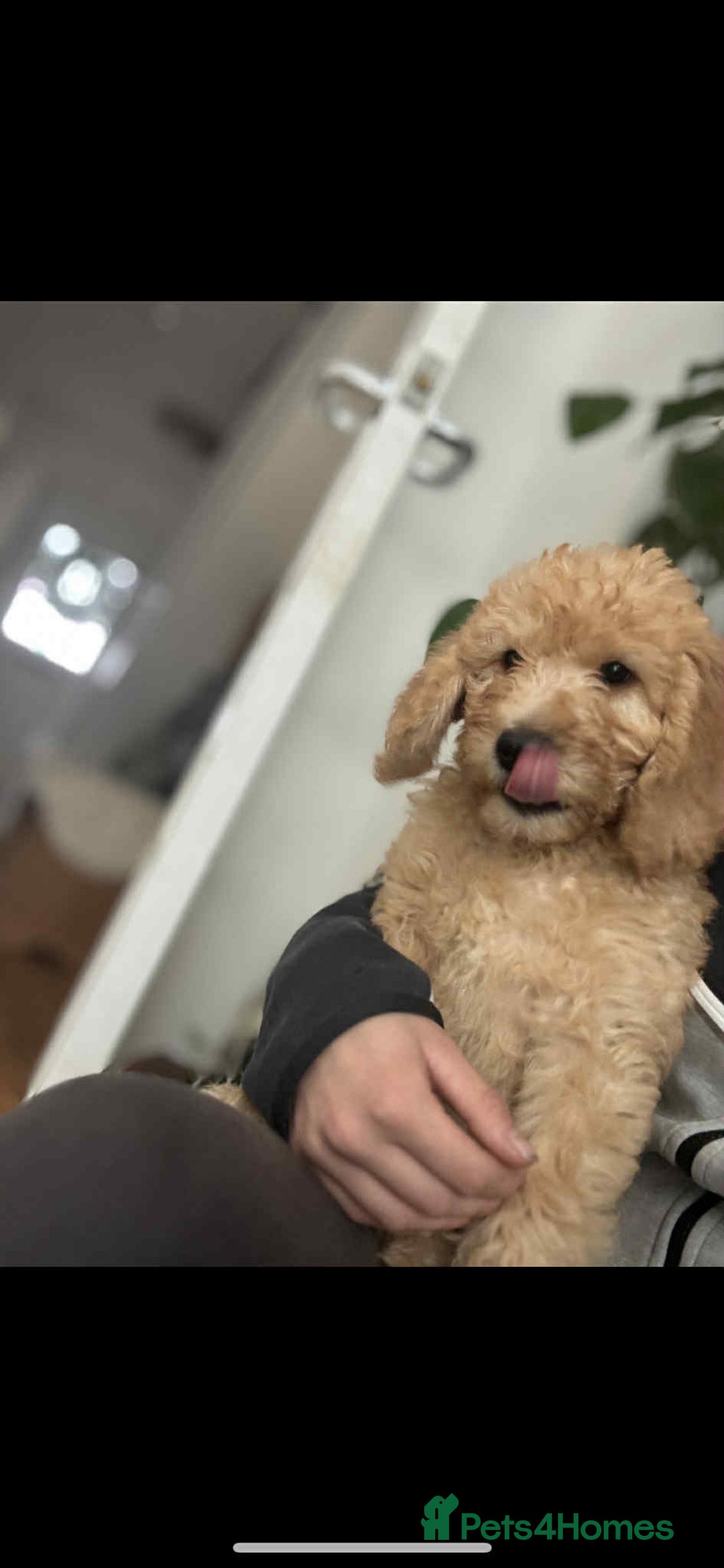 Labradoodle dogs for sale: 2nd GenLabradoodles 1 girl left ready to go now - Image 4