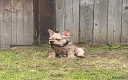 French Bulldog dogs for sale: French Bulldog puppies 3 girls and 3 boys - Image 6