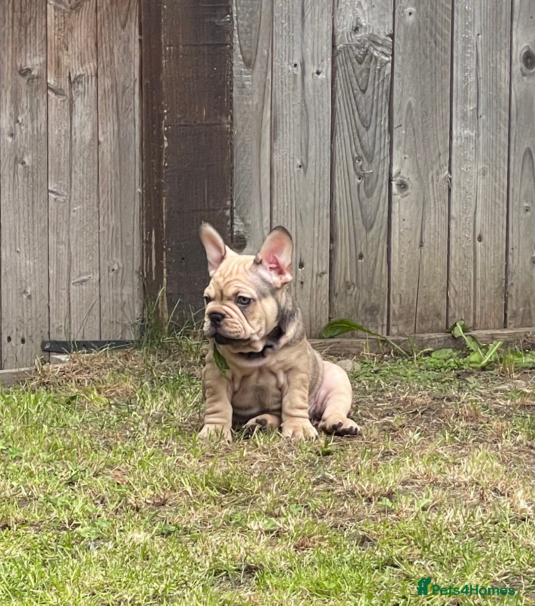 French Bulldog dogs for sale: French Bulldog puppies 3 girls and 3 boys - Image 6