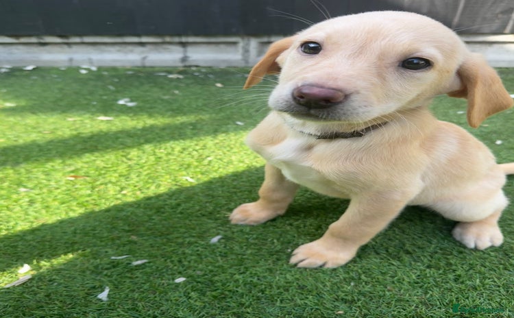 Labrador Retriever dogs - Advert 4