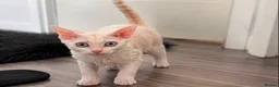 Devon Rex cats for sale: Gorgeous Devon Rex Kitten - Advert 3