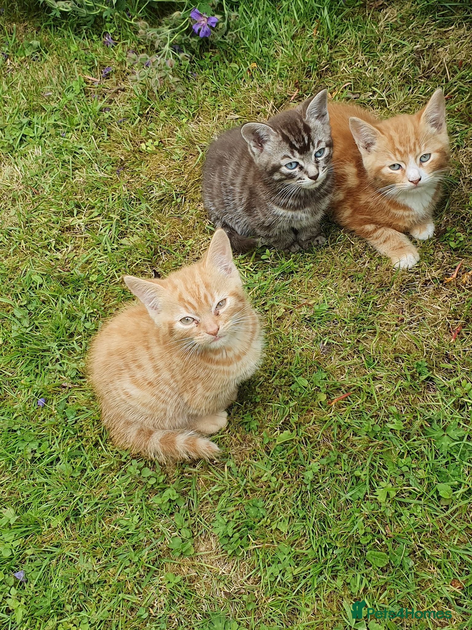 Mixed Breed cats Fun Fun Fun - Advert 4