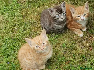 Mixed Breed cats Fun Fun Fun - Advert 4