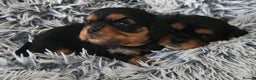 Cavalier King Charles Spaniel dogs for sale: Beautiful Cavalier King Charles Puppies  - Advert 7