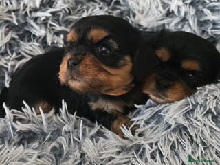 Cavalier King Charles Spaniel dogs Beautiful Cavalier King Charles Puppies - Advert 2