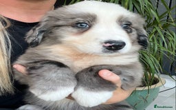 Bernese Mountain Dog dogs for sale: Stunning Chunky Bordernese Puppies - Image 14