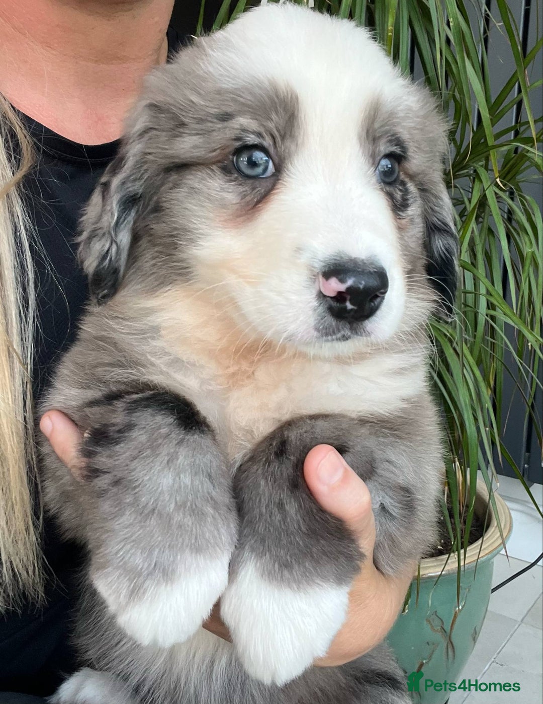 Bernese Mountain Dog dogs for sale: Stunning Chunky Bordernese Puppies - Image 14