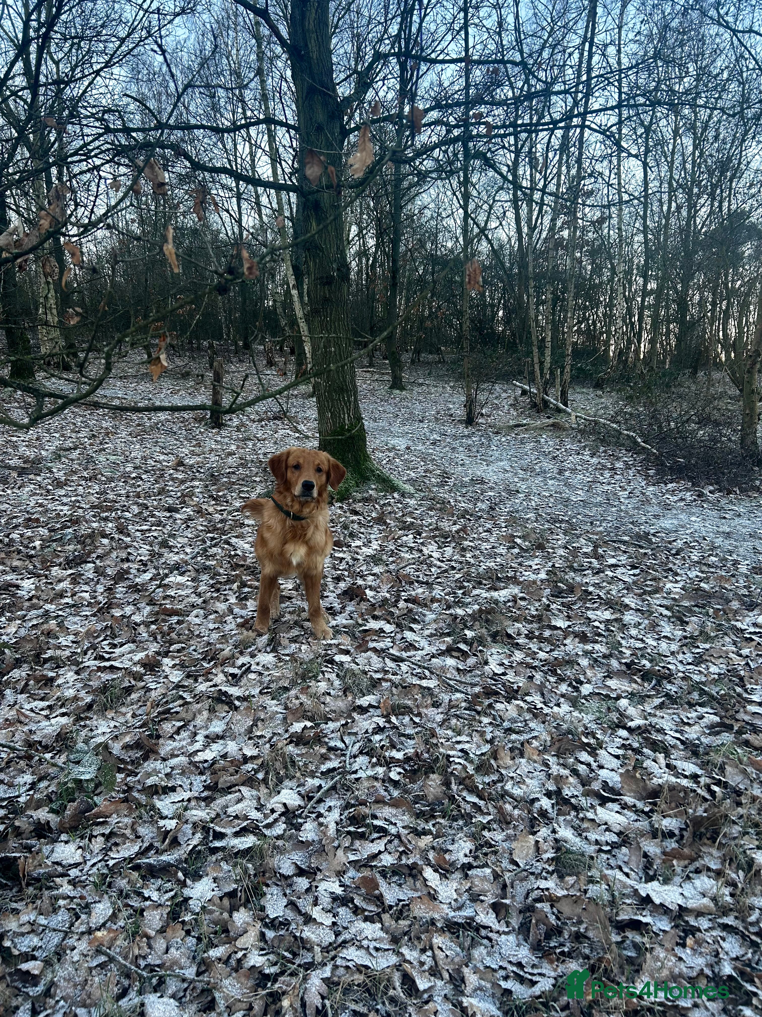 Golden Retriever dogs Trained Golden Retriever for sale  - Advert 5