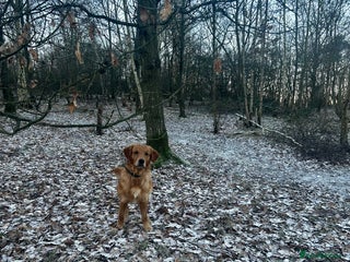 Golden Retriever dogs Trained Golden Retriever for sale - Advert 5