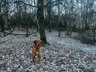 Golden Retriever dogs Trained Golden Retriever for sale - Advert 2