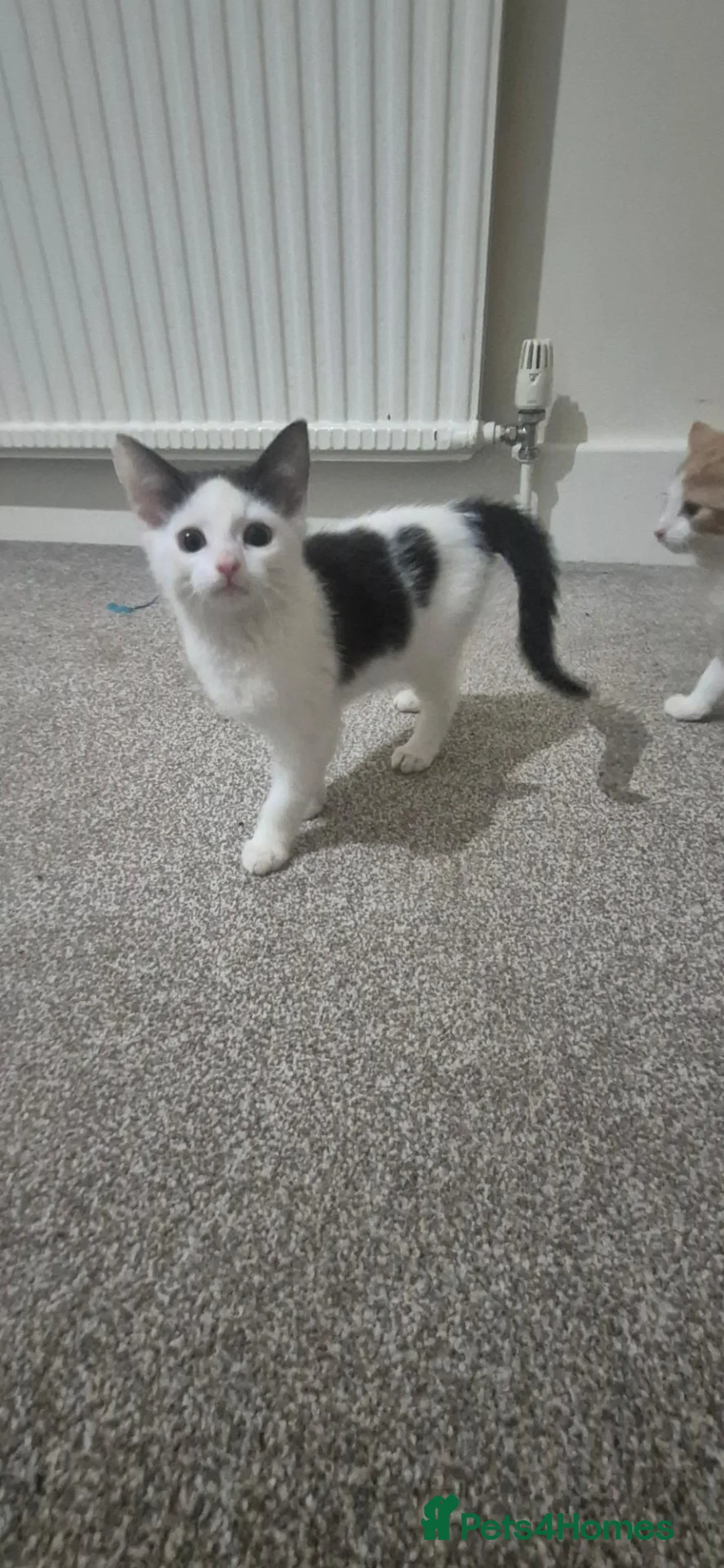 Mixed Breed cats for sale: Beautiful little kittens  - Advert 9